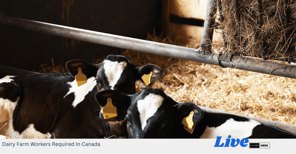 Dairy Farm Workers Required In Canada