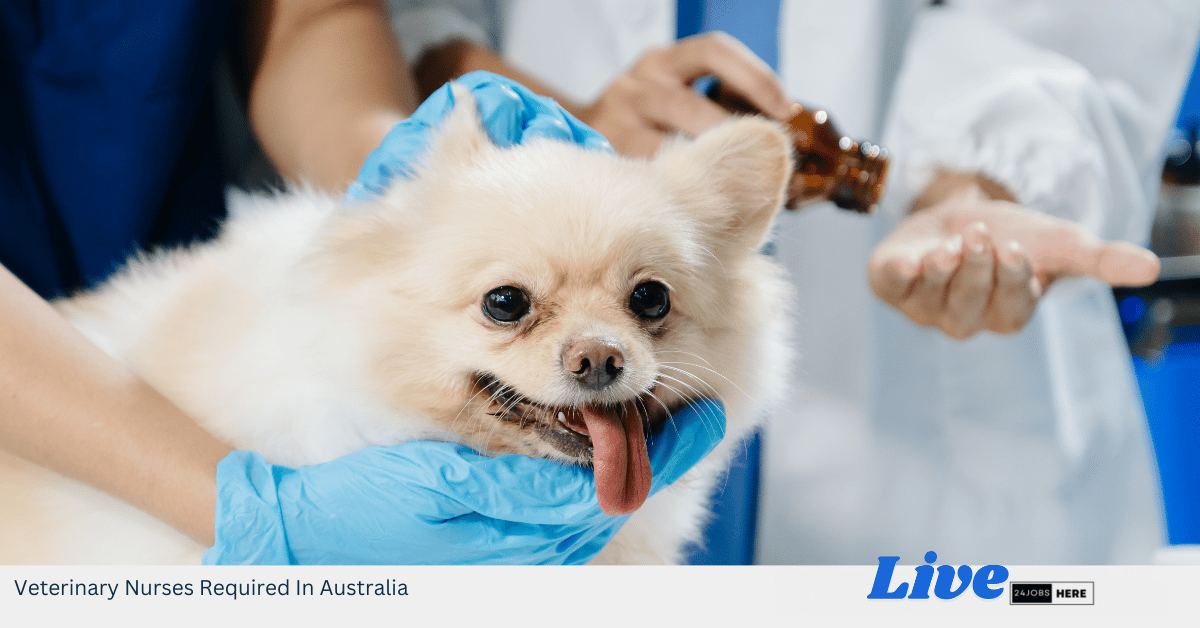 Veterinary Nurses Required In Australia