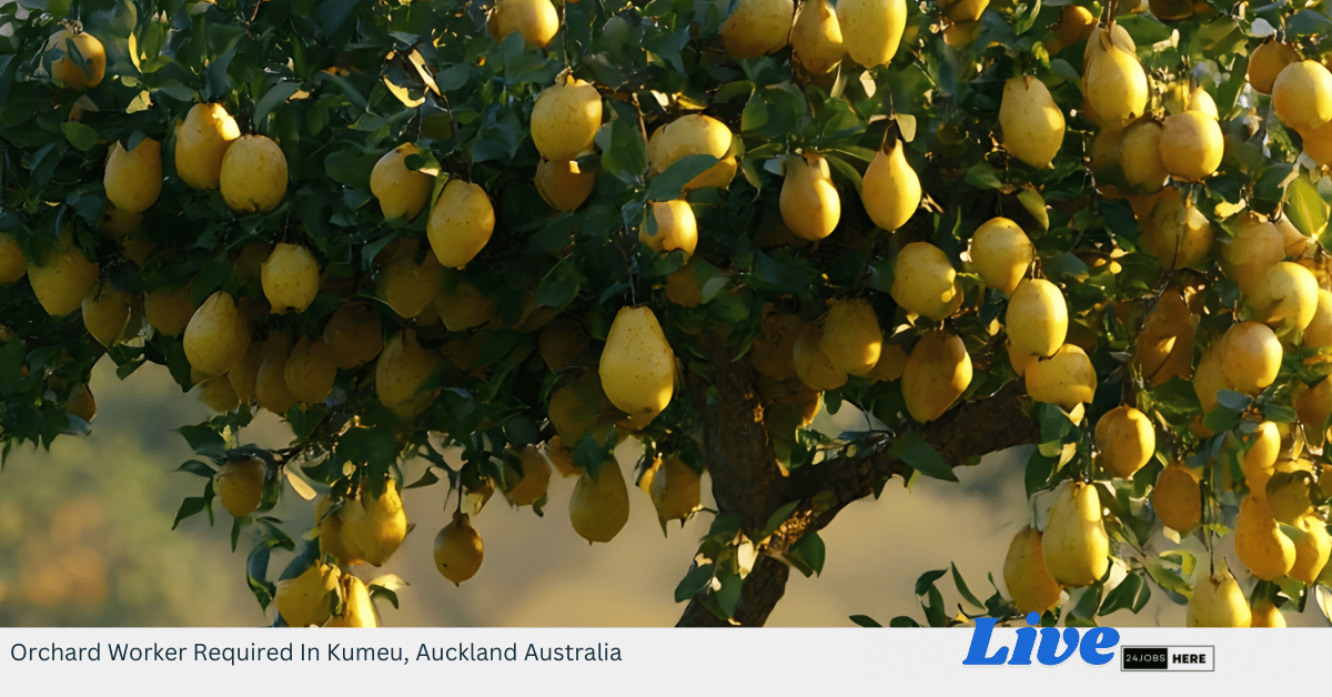 Orchard Worker Required In Kumeu, Auckland Australia