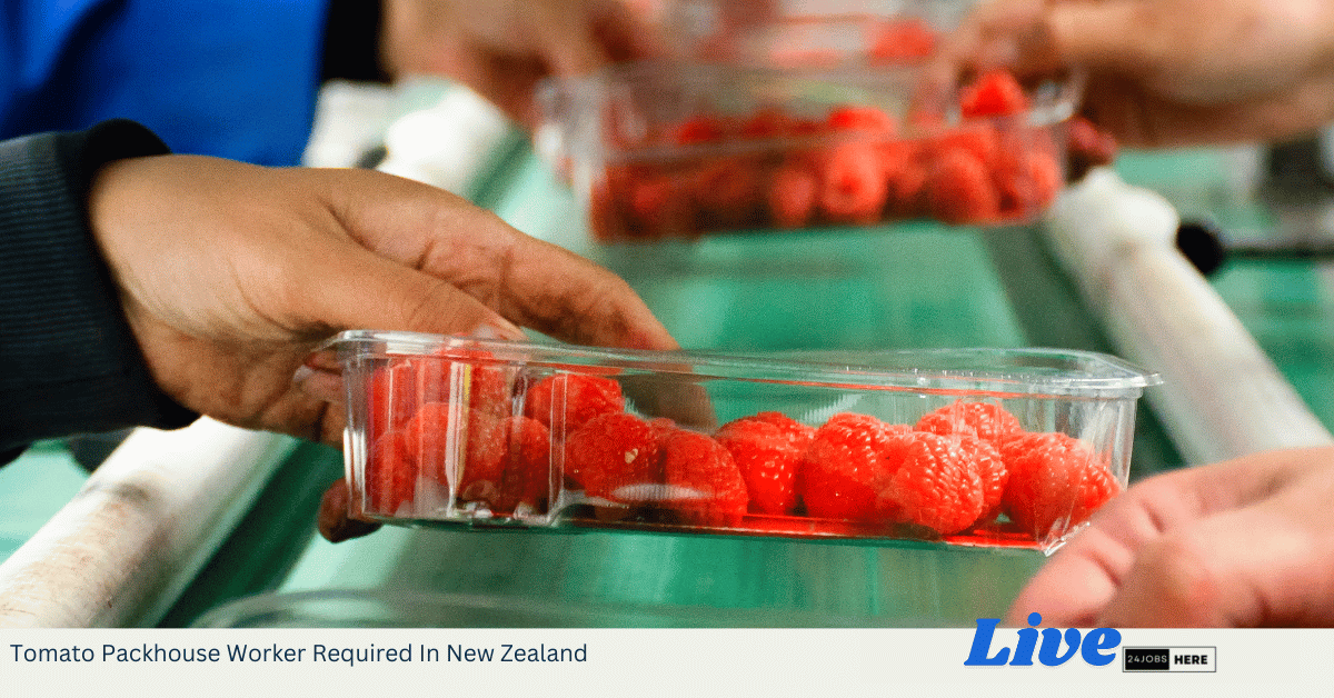 Tomato Packhouse Worker Required In New Zealand