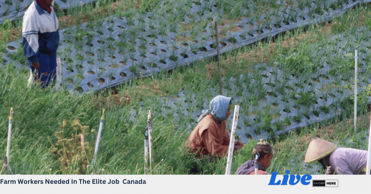 Farm Workers Needed In The Elite Job Canada