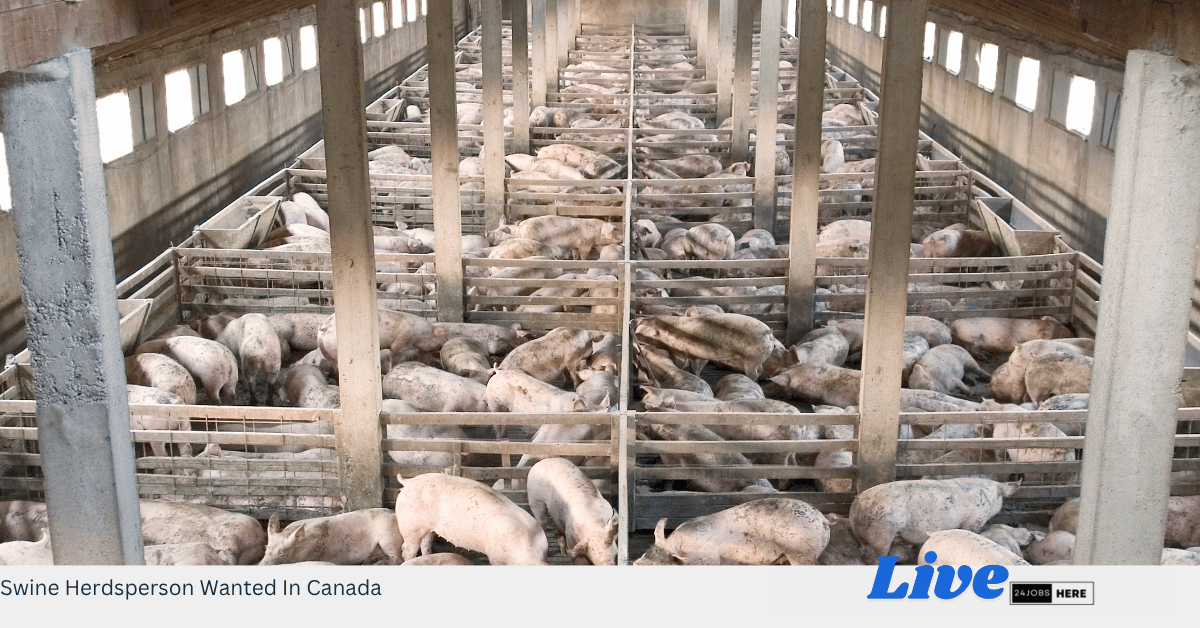 Swine Herdsperson Wanted In Canada
